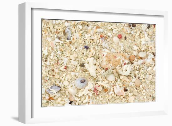 Shells Stranded Sealife Washed Ahore a White-null-Framed Photographic Print