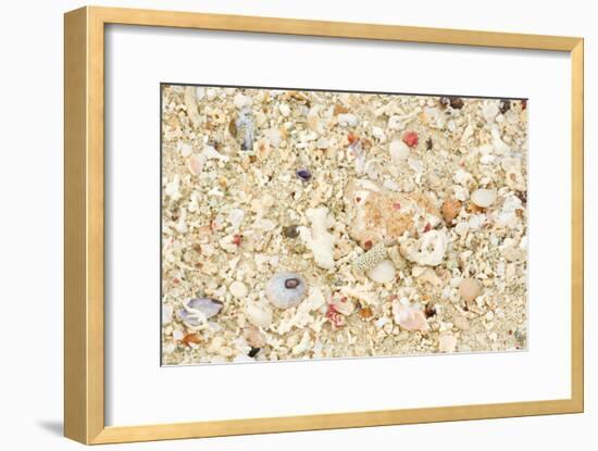 Shells Stranded Sealife Washed Ahore a White-null-Framed Photographic Print