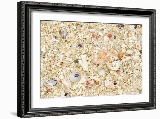 Shells Stranded Sealife Washed Ahore a White-null-Framed Photographic Print