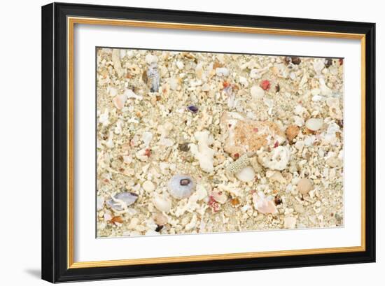 Shells Stranded Sealife Washed Ahore a White-null-Framed Photographic Print