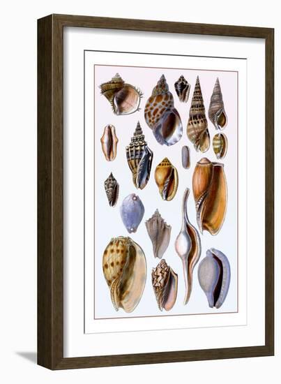 Shells: Trachelipoda-G.b. Sowerby-Framed Art Print