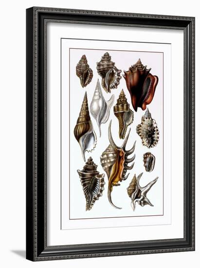 Shells: Trachelipoda-G.b. Sowerby-Framed Art Print