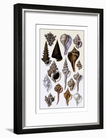 Shells: Trachelipoda-G.b. Sowerby-Framed Art Print