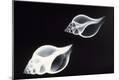 Premium Photographic Print