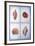 Shells-Lewman Zaid-Framed Art Print