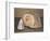 Shells-Giorgio Morandi-Framed Giclee Print