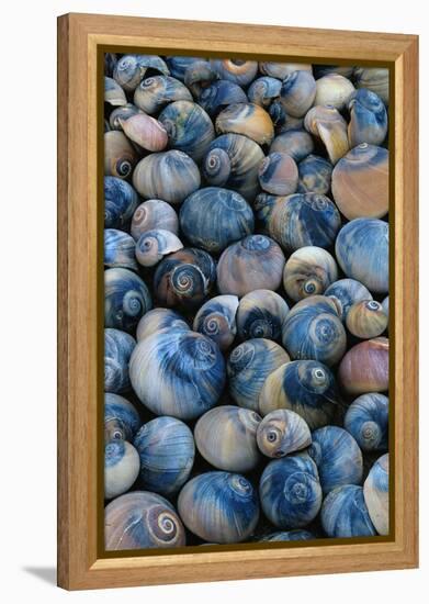 Shells-Darrell Gulin-Framed Premier Image Canvas