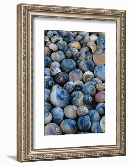 Shells-Darrell Gulin-Framed Photographic Print