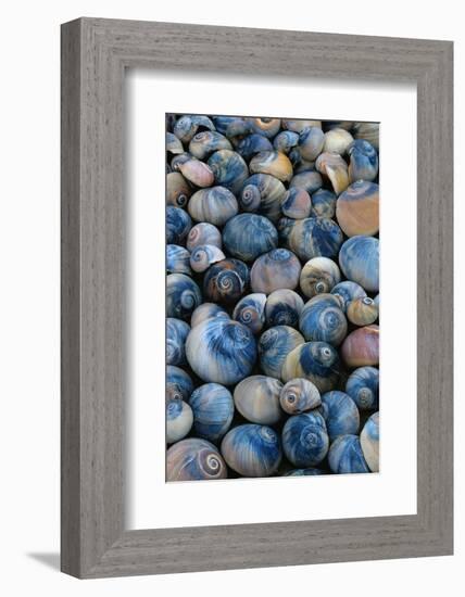 Shells-Darrell Gulin-Framed Photographic Print