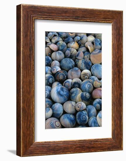 Shells-Darrell Gulin-Framed Photographic Print