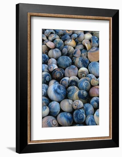 Shells-Darrell Gulin-Framed Photographic Print