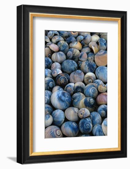 Shells-Darrell Gulin-Framed Photographic Print