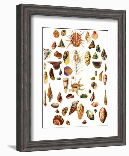 Shells-English School-Framed Giclee Print