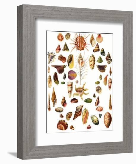 Shells-English School-Framed Giclee Print