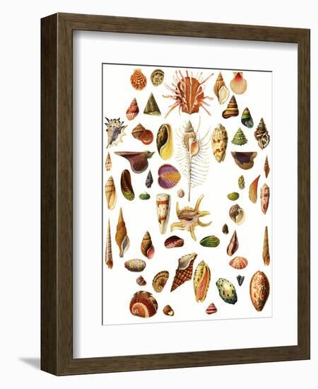 Shells-English School-Framed Giclee Print