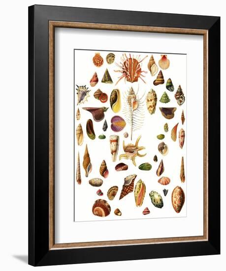 Shells-English School-Framed Giclee Print