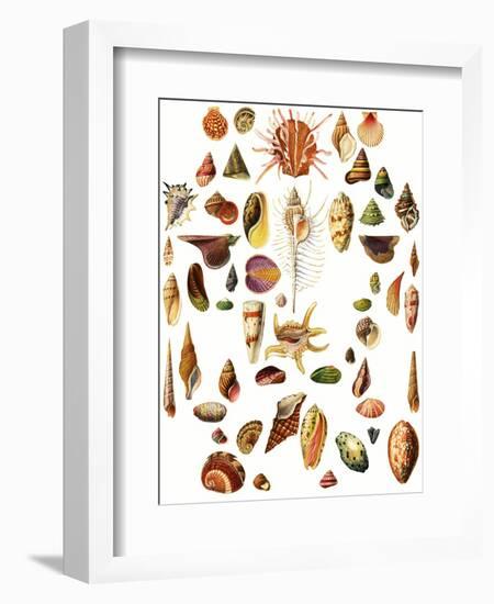 Shells-English School-Framed Giclee Print