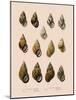 Shells-null-Mounted Giclee Print