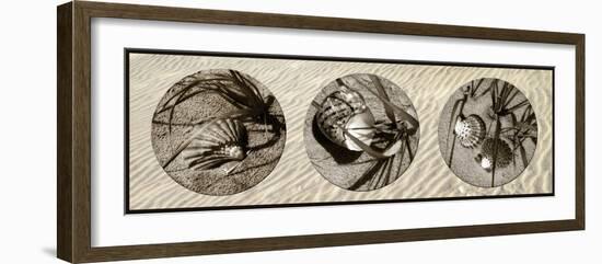 Shells-Alan Hausenflock-Framed Photographic Print