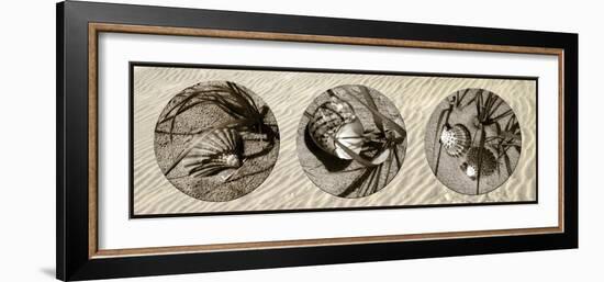 Shells-Alan Hausenflock-Framed Photographic Print