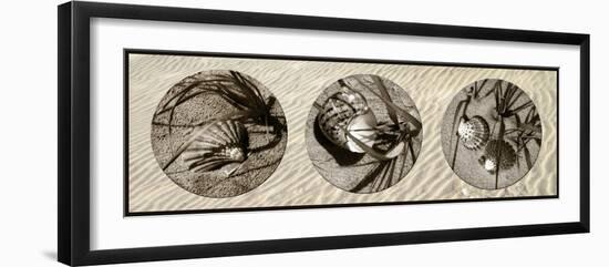 Shells-Alan Hausenflock-Framed Photographic Print