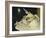 Shells-Glyn Warren Philpot-Framed Giclee Print