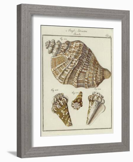 Shells-null-Framed Giclee Print