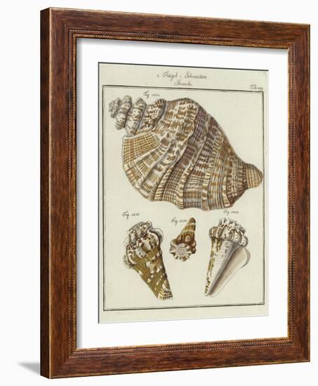 Shells-null-Framed Giclee Print