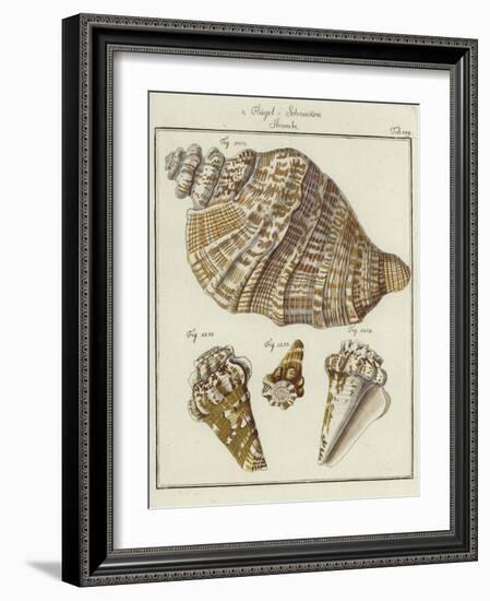 Shells-null-Framed Giclee Print