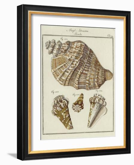 Shells-null-Framed Giclee Print