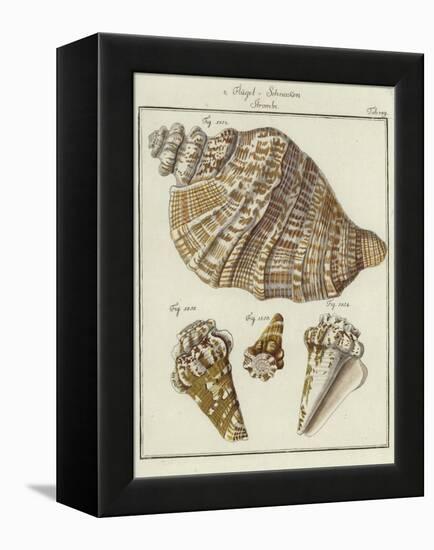 Shells-null-Framed Premier Image Canvas