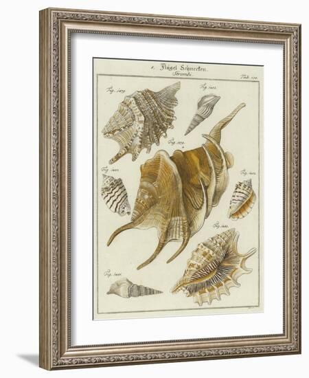 Shells-null-Framed Giclee Print