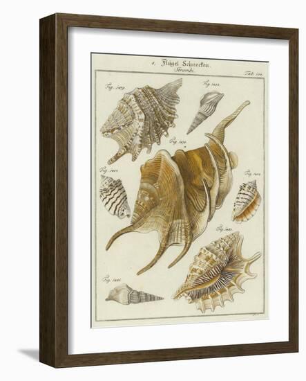 Shells-null-Framed Giclee Print