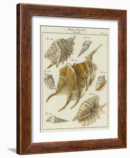 Shells-null-Framed Giclee Print