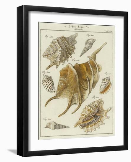 Shells-null-Framed Giclee Print