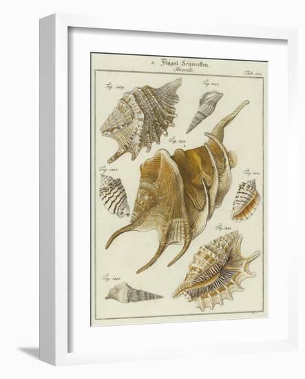 Shells-null-Framed Giclee Print