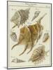 Shells-null-Mounted Giclee Print