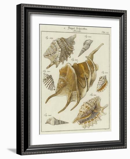 Shells-null-Framed Giclee Print