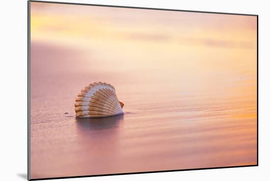 Shellsoft-Chris Moyer-Mounted Photographic Print