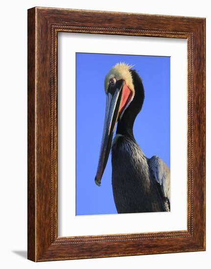Shelter Island, San Diego, California. Pelican Portrait.-Jolly Sienda-Framed Photographic Print