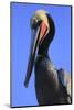 Shelter Island, San Diego, California. Pelican Portrait.-Jolly Sienda-Mounted Photographic Print