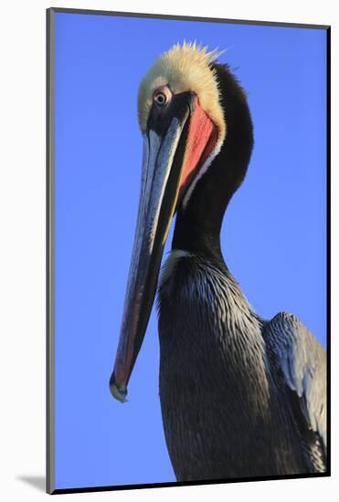 Shelter Island, San Diego, California. Pelican Portrait.-Jolly Sienda-Mounted Photographic Print