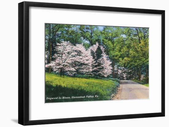 Shenandoah Valley, Virginia - View of Dogwood in Bloom, c.1956-Lantern Press-Framed Art Print