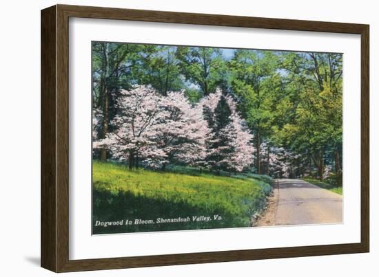 Shenandoah Valley, Virginia - View of Dogwood in Bloom, c.1956-Lantern Press-Framed Art Print