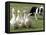 Shep, a Two-Year Old Border Collie, Herds Ducks-null-Framed Premier Image Canvas