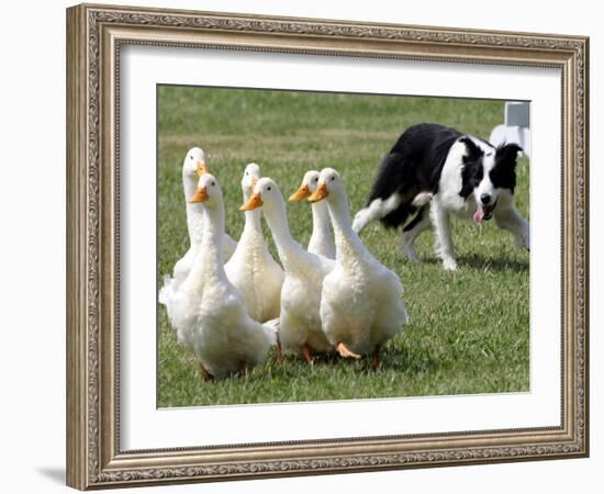 Shep, a Two-Year Old Border Collie, Herds Ducks-null-Framed Photographic Print