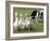 Shep, a Two-Year Old Border Collie, Herds Ducks-null-Framed Photographic Print