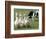 Shep, a Two-Year Old Border Collie, Herds Ducks-null-Framed Photographic Print