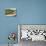 Shepherd and His Flock, Near Itero De La Vega, Palencia, Castilla Y Leon, Spain, Europe-Ken Gillham-Photographic Print displayed on a wall