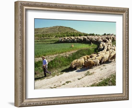 Shepherd and His Flock, Near Itero De La Vega, Palencia, Castilla Y Leon, Spain, Europe-Ken Gillham-Framed Photographic Print